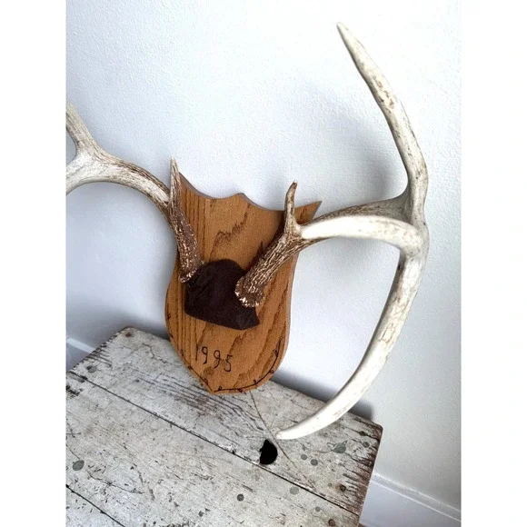 8 Point Whitetail Deer Antler Rack on Oak Plaque Rustic Michigan Mount 20" Wide - Picture 4 of 16